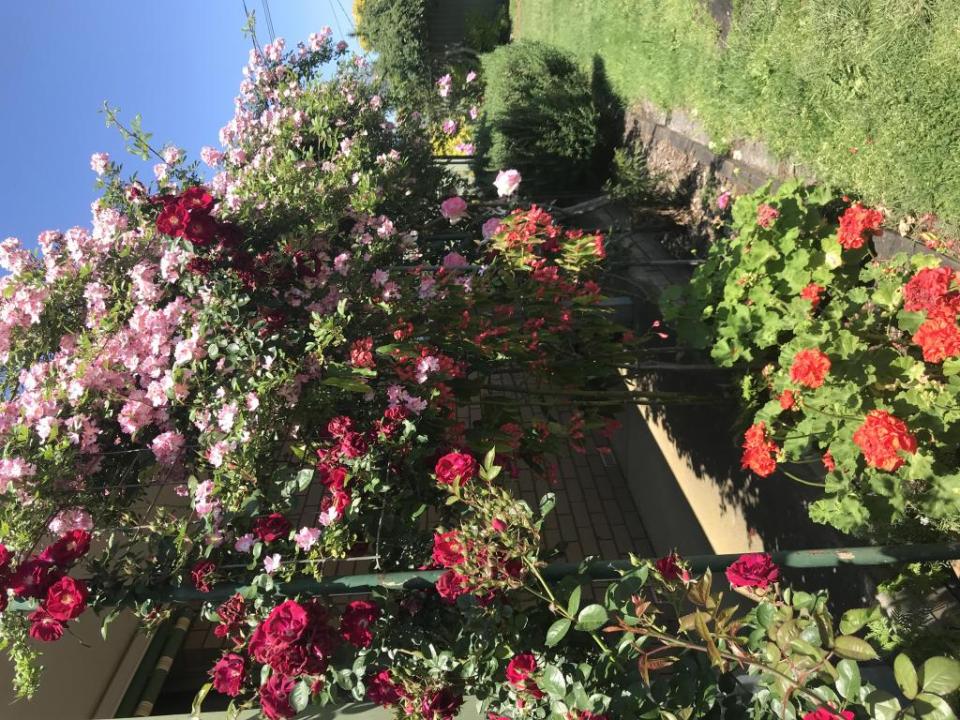 Room in Springvale South for $210